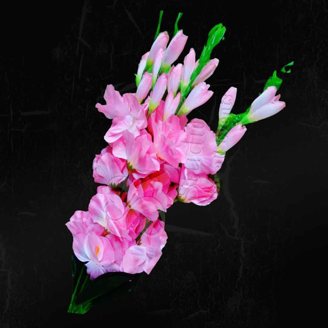 Dark Pink Gladiolus
