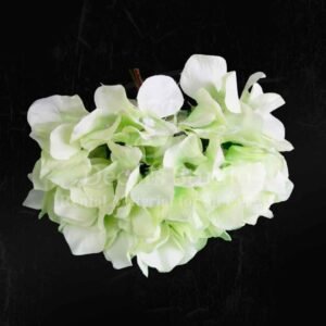 Green Hydrangea