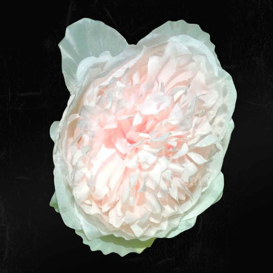 Light Pink Peony