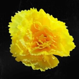 Yellow Carnation
