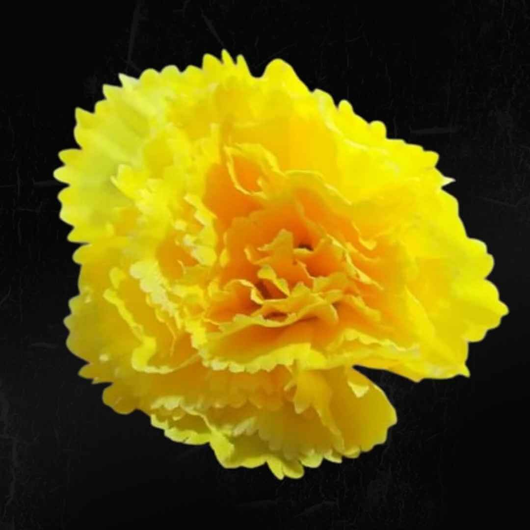 Yellow Carnation