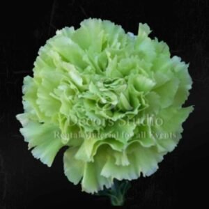 Green Carnation