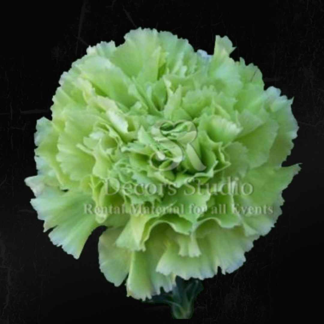 Green Carnation