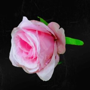 Light Pink Rose