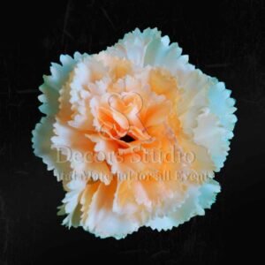 Peach Carnation