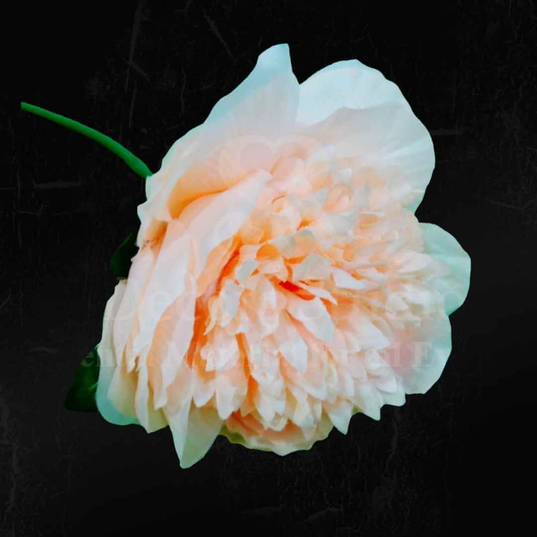Peach Peony