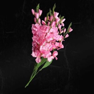Pink Gladiolus