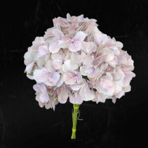 Pink Hydrangea