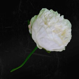 White 2 Peony