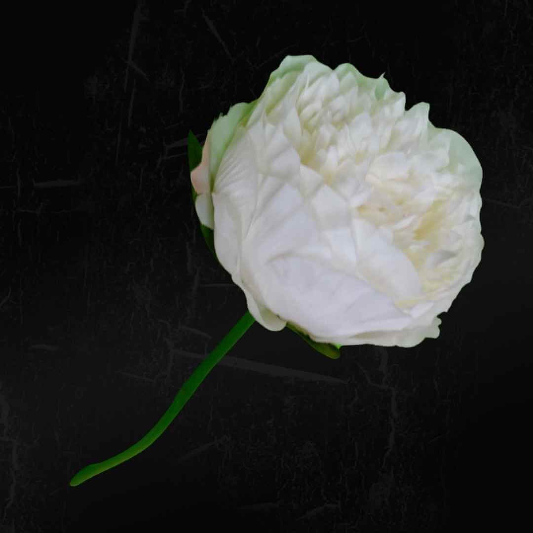 White 2 Peony